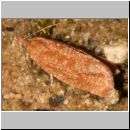 Tortricidae sp - Wickler 01a 10mm Sandgrube.jpg
